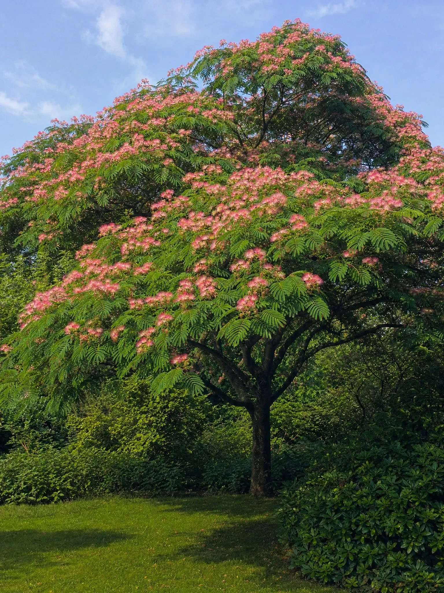 Albizia, acacia de Constantinopla, con flores plumosas rosadas (imagen de referencia)
