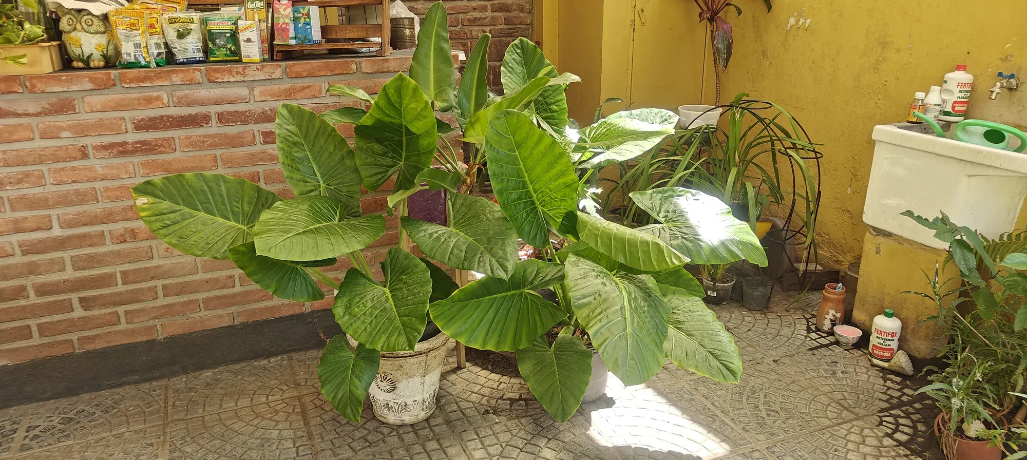 Alocasia de grandes hojas, conocida como orejas de elefante, en maceta en Tu Vivero
