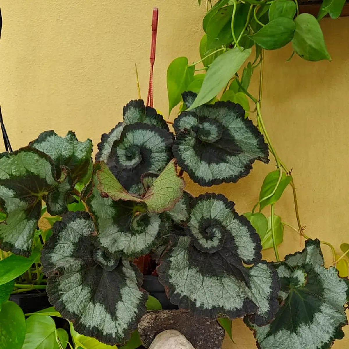 Begonia rex escargot con la hoja en espiral, ejemplar de Tu Vivero
