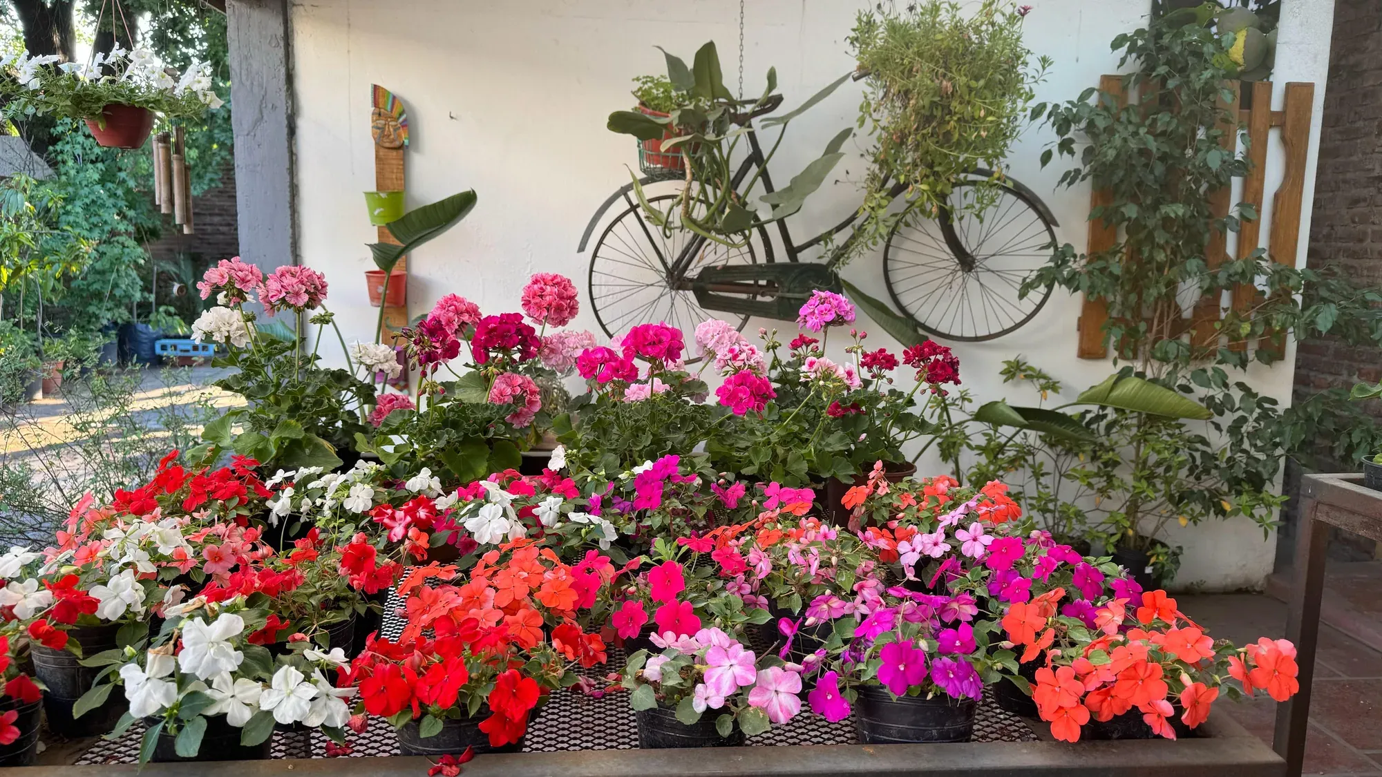 Malvones e impatiens en flor junto a la bici de adorno del vivero