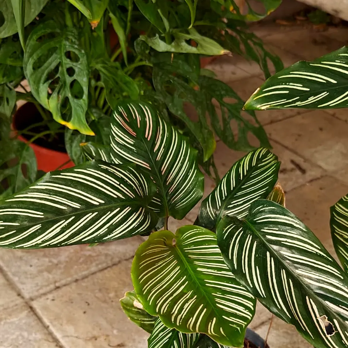 Calathea ornata de hojas rayadas en rosa y verde, ejemplar de Tu Vivero
