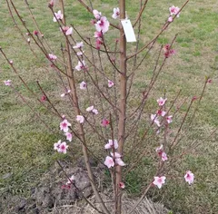 Durazno en flor recién plantado en el jardín de Diego