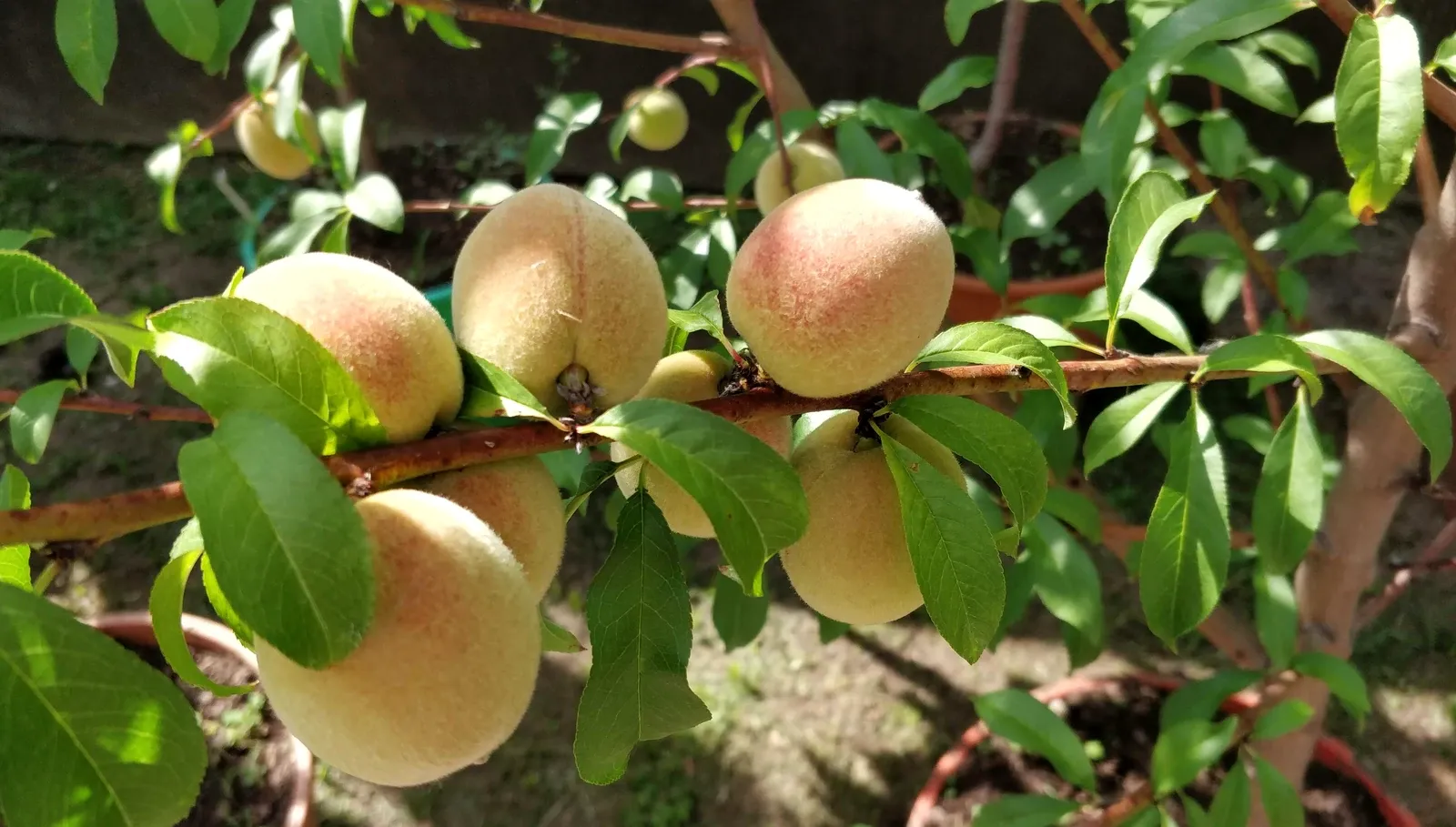 Duraznos madurando en la rama, en Tu Vivero