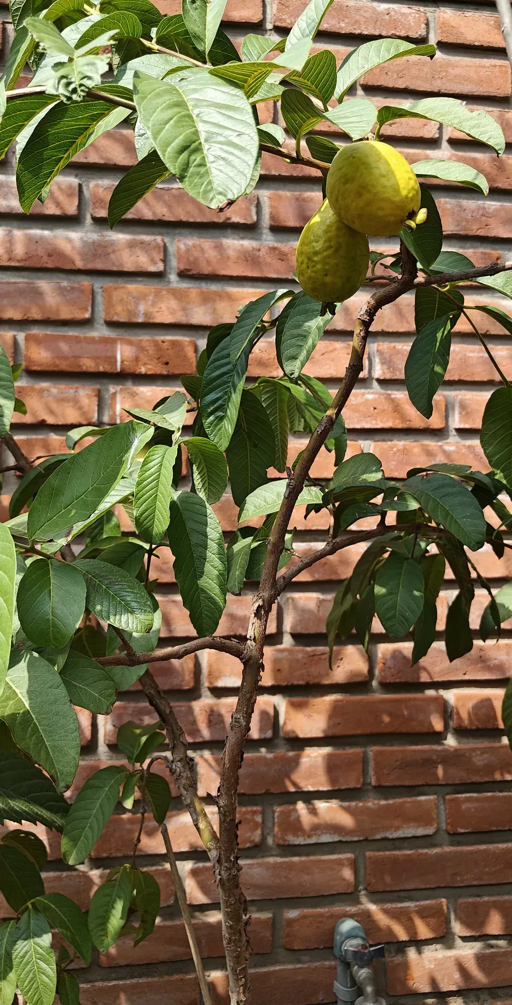 Guayabos madurando en el guayabo del vivero, en Martínez