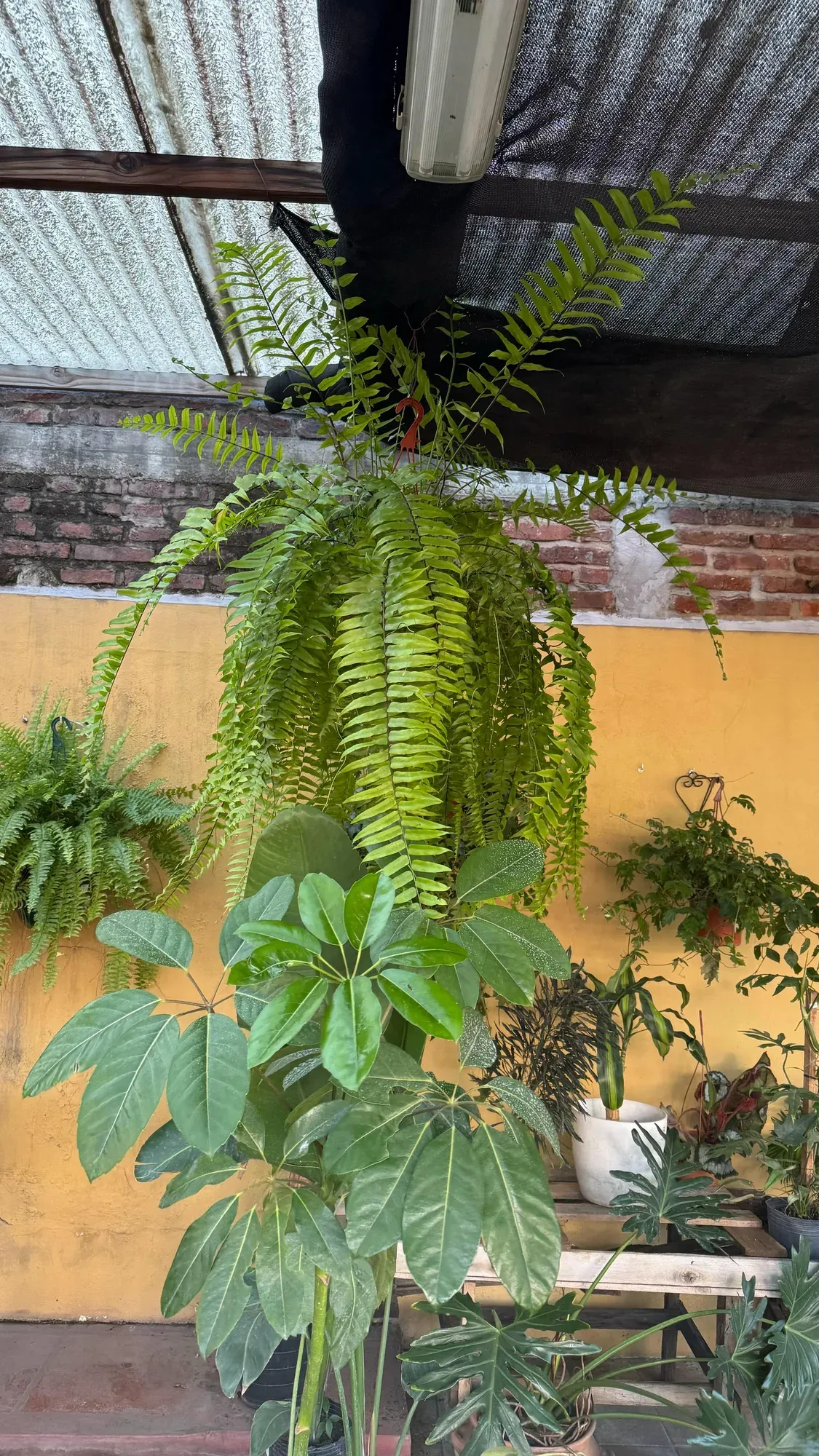 Helecho serrucho colgante en la pared del vivero