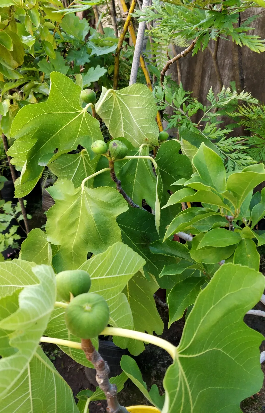 Higos verdes en una higuera de Tu Vivero