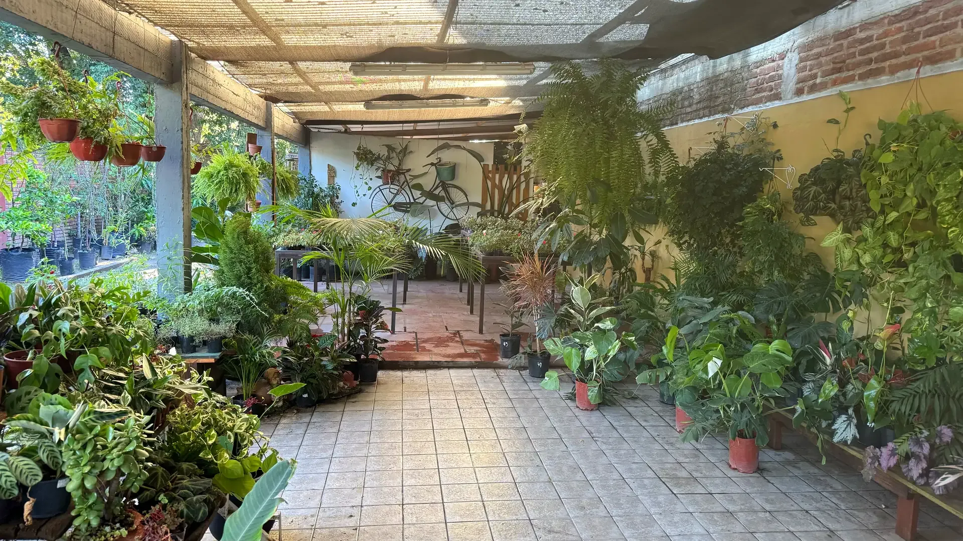 El salón de plantas de interior de Tu Vivero, con helechos colgantes y la bici de adorno