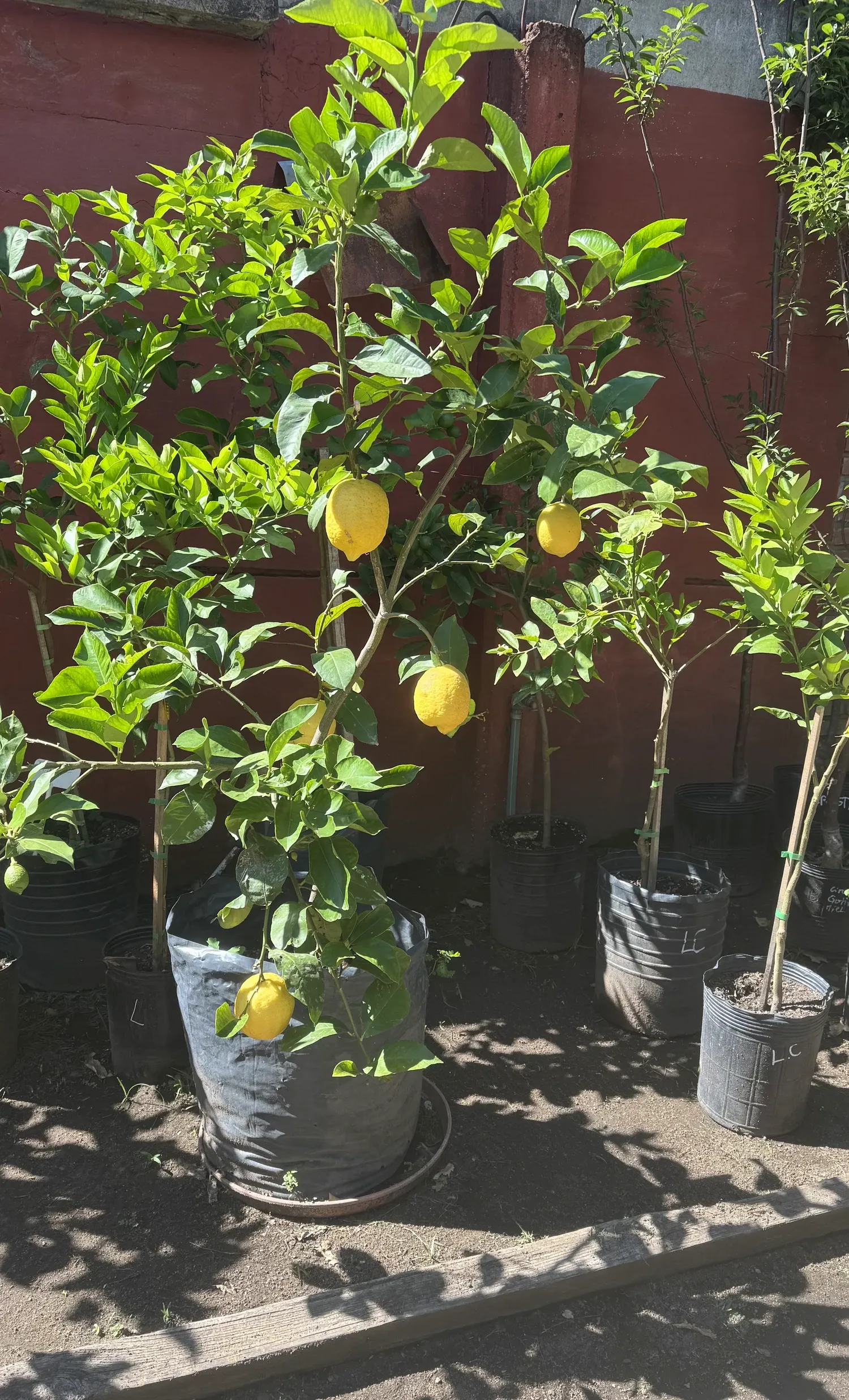 Limoneros en maceta, ejemplares de Tu Vivero en Martínez