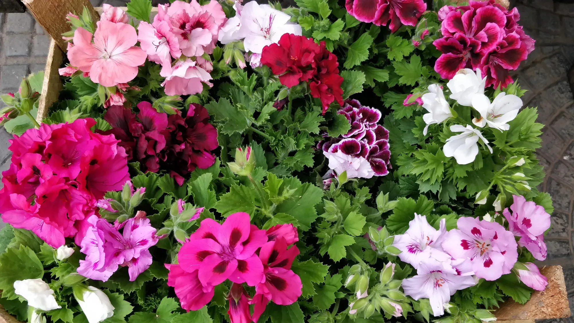 Malvones pensamiento en tonos rosa, fucsia y bordó, en Tu Vivero