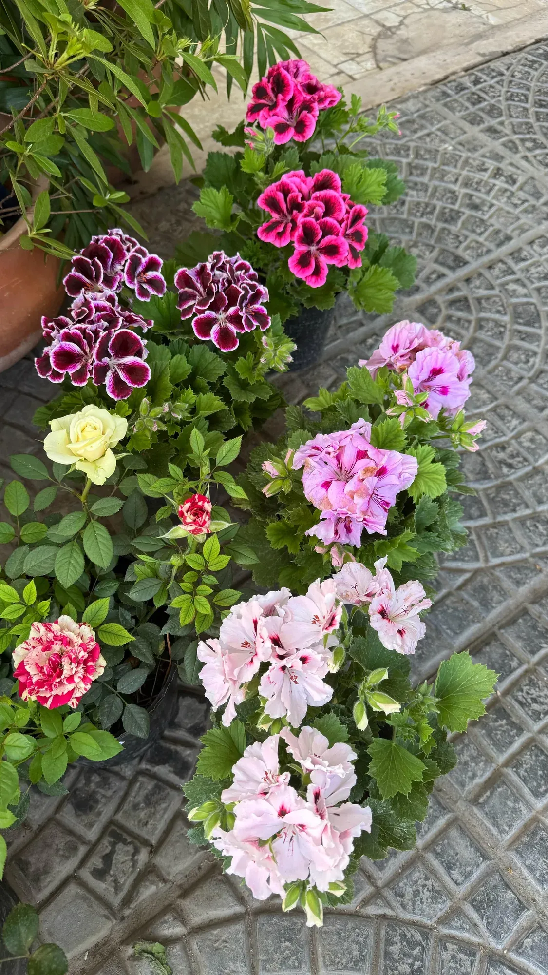 Malvones en tonos rosa y fucsia en flor, en Tu Vivero