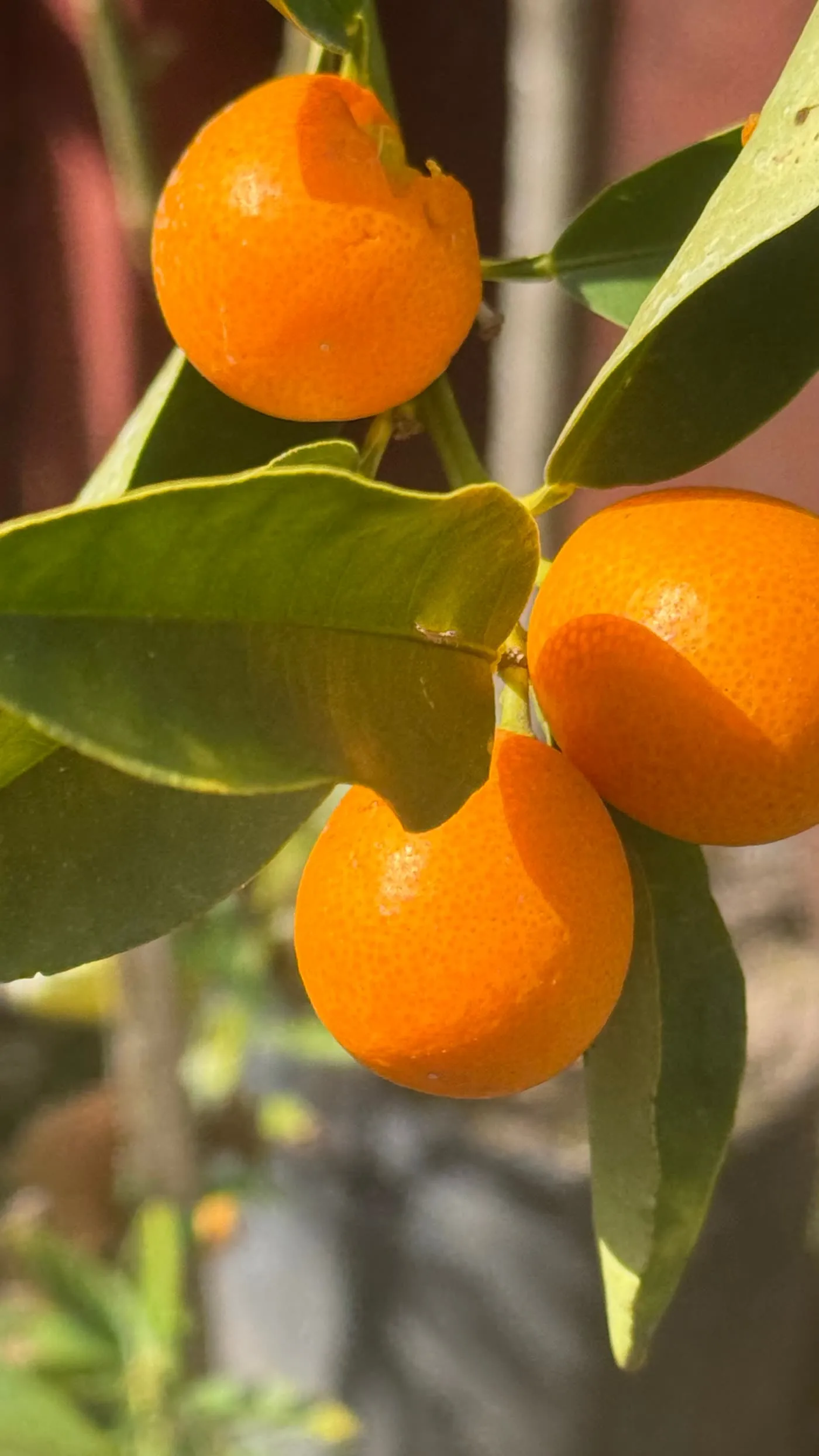 Tres mandarinas maduras entre las hojas de un cítrico, en Tu Vivero (alta)
