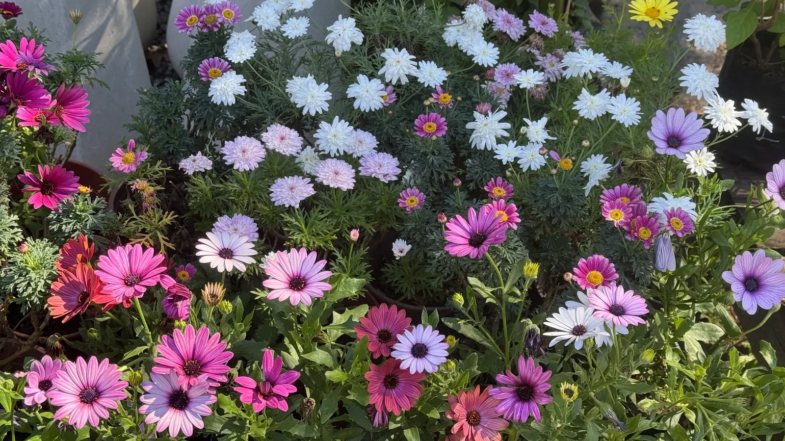 Margaritas de colores entre las plantas de exterior de Tu Vivero