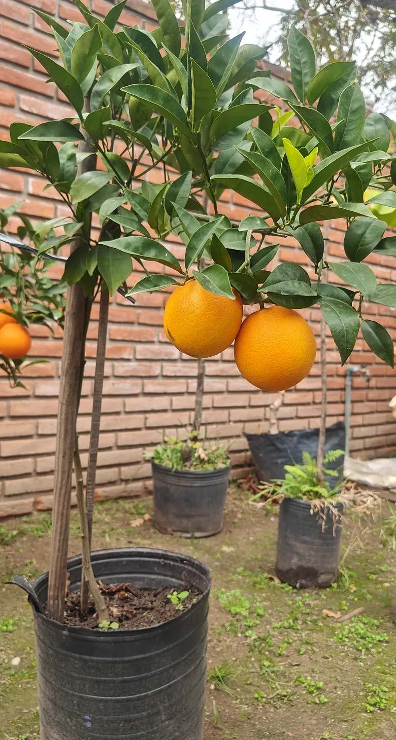 Naranjo en maceta de vivero con naranjas maduras, en Tu Vivero