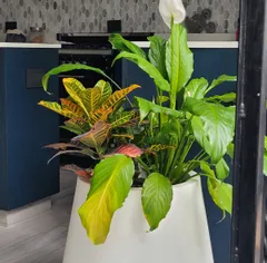 Composición de plantas de interior en maceta blanca armada con Georgina (foto de Natalia)