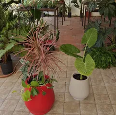 Macetas con plantas elegidas en Tu Vivero (foto de Natalia)