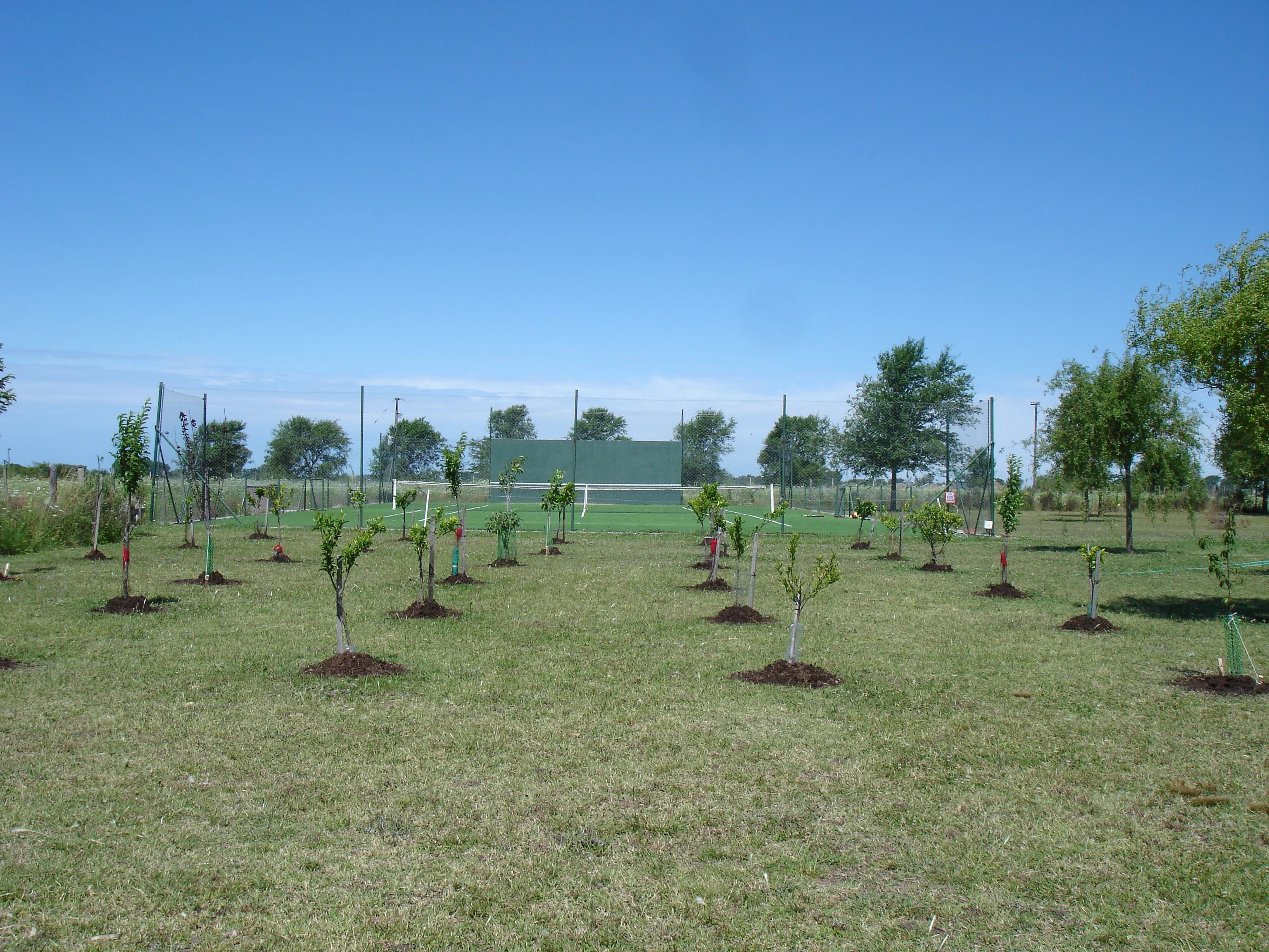 Quinta de frutales recién plantada en un campo, parte de un proyecto de paisajismo a gran escala