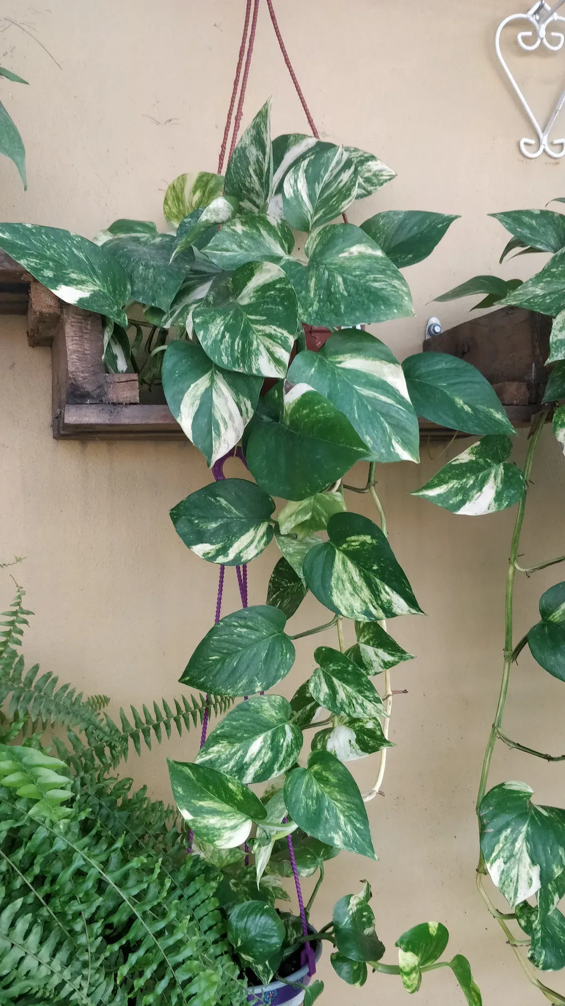 Potus variegado colgando de una maceta en el sector de interior de Tu Vivero