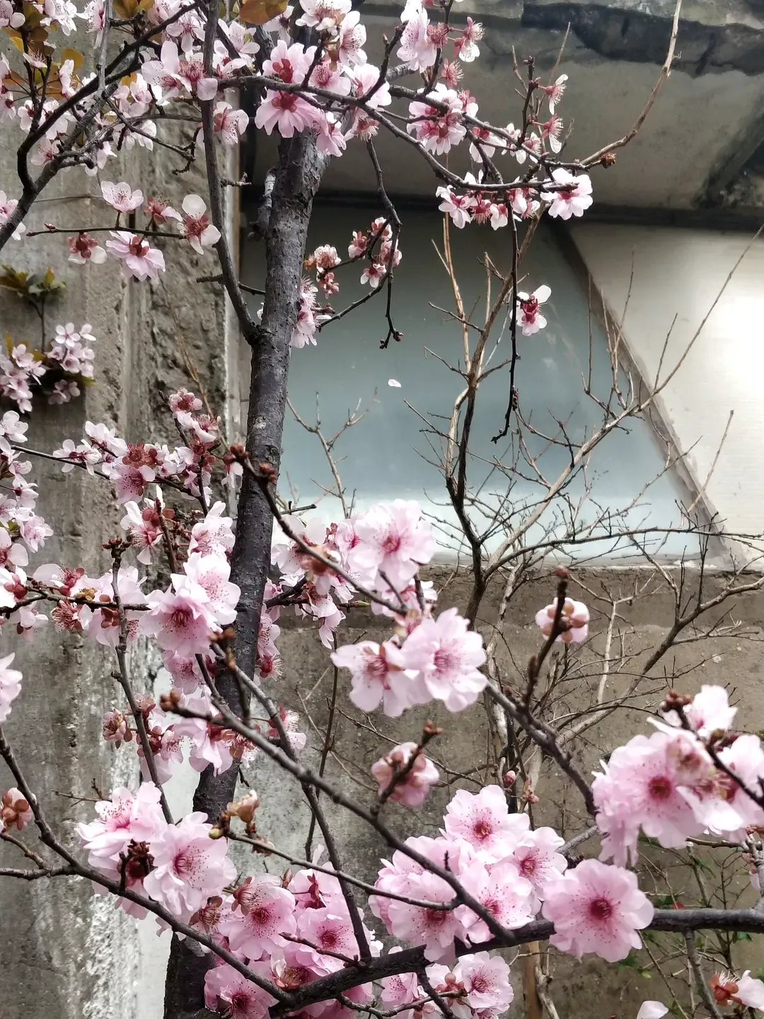 Sakura en flor sobre ramas casi sin hoja, en Tu Vivero