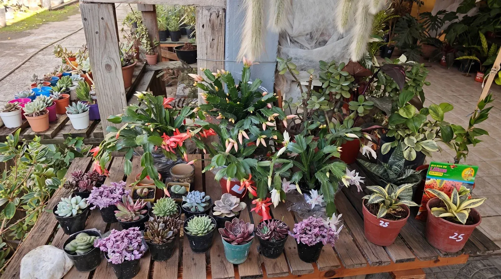 Suculentas en maceta: echeverias, sansevierias y Santa Teresita en flor