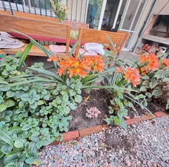 Cantero con clivias en flor, parte del jardín rediseñado por Tu Vivero (foto de Valeria)
