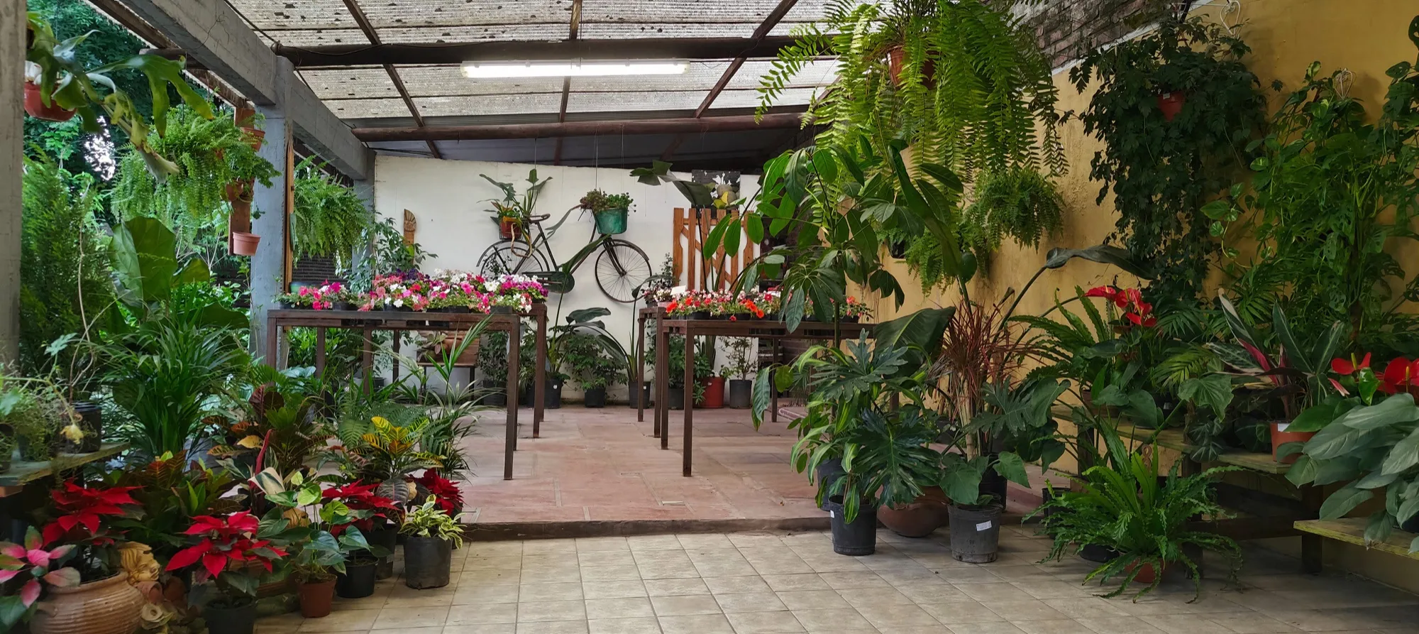 La galería de Tu Vivero, con helechos y plantas en flor
