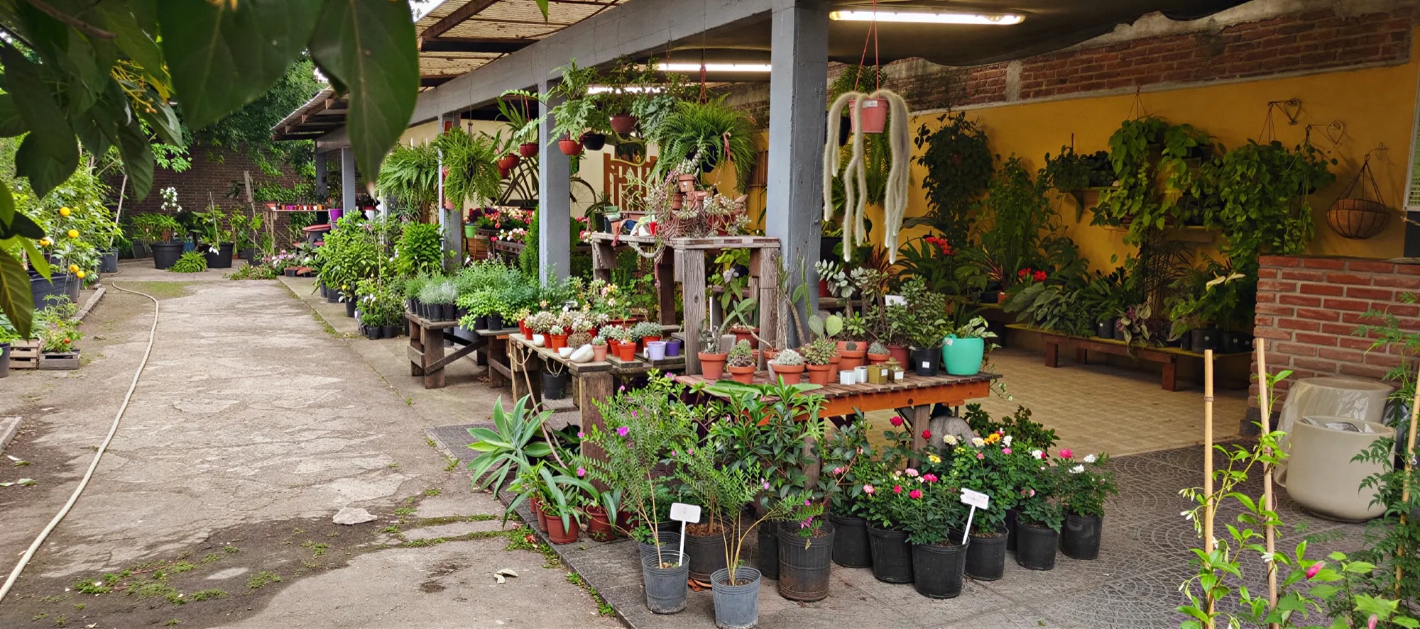 El camino del vivero entre las mesas de plantas y los frutales